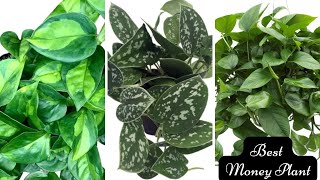 Different Varieties of Money PlantPothos  Top types of Pothos to Add To Your Plant Collection [upl. by Koslo]