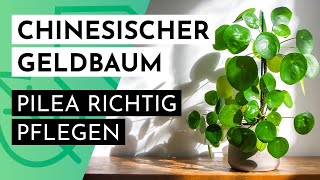 Chinesischer Geldbaum quotPilea Peperomioidesquot richtig pflegen [upl. by Aynatan]