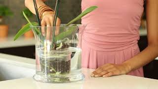 How do I water my Phalaenopsis Orchid [upl. by Enajyram]