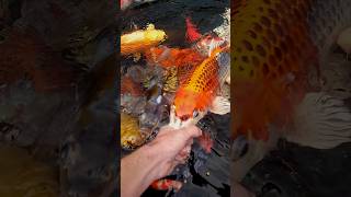 Hand Feeding My Nishikigoi Koi koikeeping koi [upl. by Aehtorod]