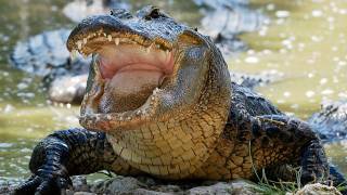 Alligator eats Python 03 Time Lapse Speed 05 [upl. by Poock]