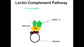 Lectin Complement Pathway Best Explanation [upl. by Jacobs288]