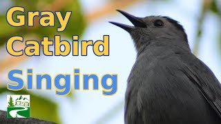 Gray Catbird Song amp Call Sound [upl. by Walt269]