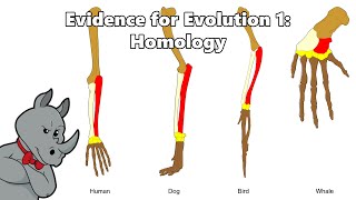 The Evidence for Evolution Homology [upl. by Maupin]