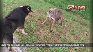 LINCONTRO CON IL LUPO «HO LIBERATO IL MIO PASTORE PER PROTEGGERE UN CAGNOLINO»  05082024 [upl. by Naharba]