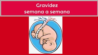 GRAVIDEZ SEMANA A SEMANA POR DENTRO [upl. by Chatterjee]