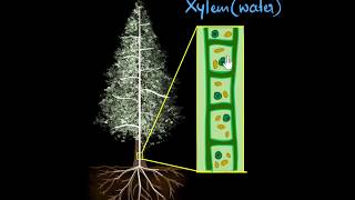 Xylem amp transpiration  Life processes  Biology  Khan Academy [upl. by Hpesoj330]