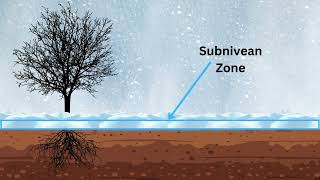 Changing Snow Pack Causes Changes in the Subnivean [upl. by Anelys]