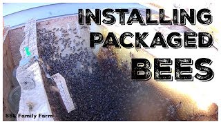 Installing a Package of Bees in a Top Bar Hive [upl. by Ennairek]