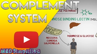 Complement System Made Easy Immunology Classical Alternate amp Lectin pathway [upl. by Adni]