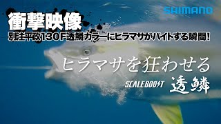 【ヒラマサ衝撃水中映像】大型ヒラマサがルアーを喰う水中映像【別注平政透鱗カラー×オフショア】 [upl. by Ferriter]