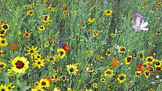 How To Plant A Wildflower Meadow Part II [upl. by Ennairoc]