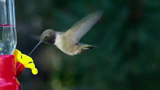 Black Chinned Hummingbird [upl. by Allak7]