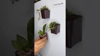 Minimacetas para refrigerador🪴🌿diycrafts fyp craftideas crazyplantpeople upcycle shortvideo [upl. by Zantos]