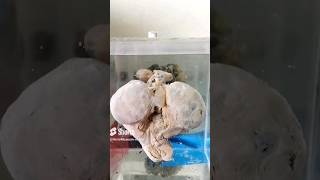 Uterus with fetus specimrn mounting video😨👍🏻baby fetus babyshorts museum cutebaby uterus [upl. by Ossy317]