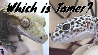 CRESTED GECKOS VS LEOPARD GECKOS WHICH IS TAMER [upl. by Dranyer]