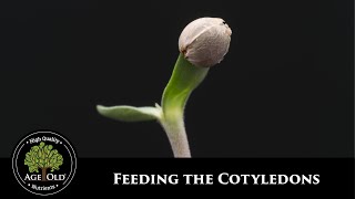 How to the Feed Cotyledons [upl. by Bradman]