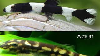 Panda Loaches New fishCare Info [upl. by Airbma431]