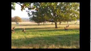 Fenton Chases Deer in Richmond Park  Original  Viral Needs [upl. by Lrak]