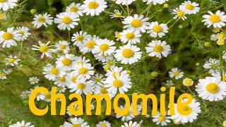 How to Pronounce Chamomile [upl. by Haelem142]