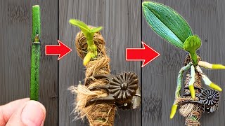 How to propagate orchids from flower branches faster than ever [upl. by Ruskin643]