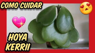 👉 Como CUIDAR Hoya kerrii 💖 Hoya Planta corazón de San Valentín cuidados Hoya hoja corazón flor cera [upl. by Glass397]