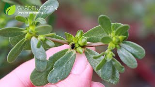 Seeds of the Common Purslane and Dill Plant it only once in the garden [upl. by Breskin]