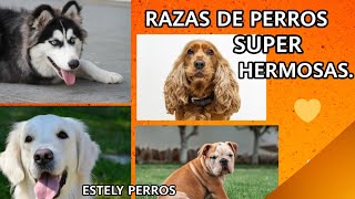 RAZAS DE PERROS SUPER ENCANTADORAS [upl. by Yenor425]