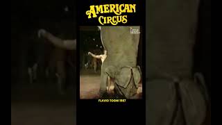 A sensational moment with Flavio Tognis elephants at the American Circus shorts [upl. by Arvell]