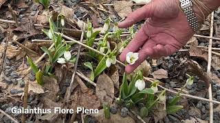 Snow Drop Galanthus Flore Pleno  Bulbs for Fall Planting [upl. by Eilzel]