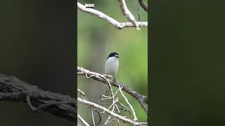 Our Butcher bird  Burmese Shrike  Cam Nature [upl. by Folger]