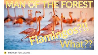 Flamingos What Extended version [upl. by Ichabod100]