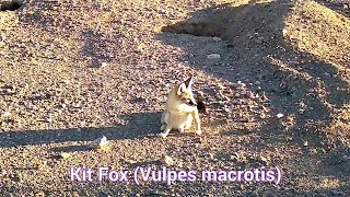 Kit Fox  Vulpes Macrotis  About the size of a house cat [upl. by Halludba638]