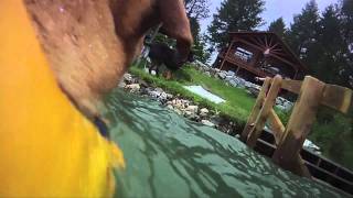 EzyDog DFD Dog Flotation Device  Kya Goes Swimming Pt 1 [upl. by Marvella170]