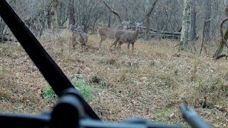 Crossbow Deer Hunt Close Range Kill [upl. by Ominoreg]