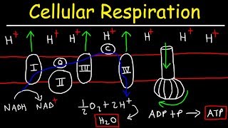 Cellular Respiration [upl. by Cuttie]