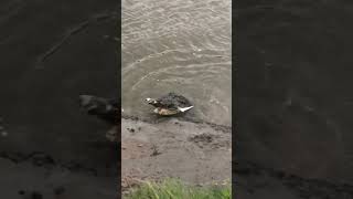 Big crocodile attacks shark North Queensland Australia [upl. by Thevenot]