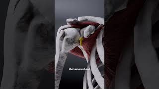 Shoulder Impingement Syndrome [upl. by Spracklen]