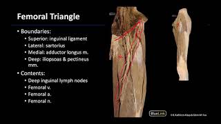 Femoral Triangle  M1 Dissection Supplement [upl. by Mullins]