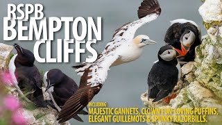 Bempton Cliffs  Bempton Cliffs  Gannets Puffins and more [upl. by Namzzaj]