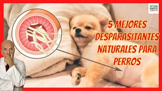 5 MEJORES DESPARASITANTES NATURALES PARA PERROS 🟢 CÓMO DESPARASITAR A UN PERRO CON REMEDIOS CASEROS [upl. by Khalsa]