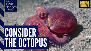 The Chris Hedges Report Dystopia octopus intelligence and what makes us human [upl. by Mylor]