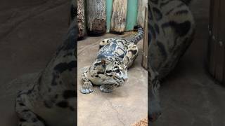 Clouded leopard in the Prague Zoo 2024 [upl. by Rednav]