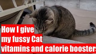 How I give my fussy cat vitamins and calorie boosters [upl. by Orabelle623]