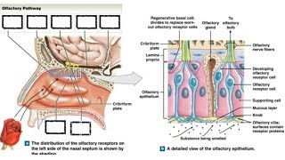 Olfactory Pathway  cellular components of olfactory epithelium by DrAbhishek kumar [upl. by Beth]