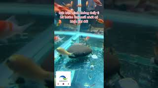 Cá Tỳ Bà Bướm có phải loài cá hiền lành Sewellia Lineolata ghiennuoica fish shorts subscribe [upl. by Mareah]