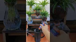 Pruning plants flower in pot amazing garden flowers garden flower beautiful gardenflowers [upl. by Aifoz]