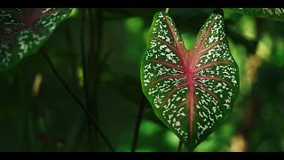 Colocasia xui Araceae a New Species from Xizang China [upl. by Maer]