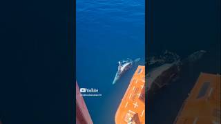 Blue Whale The Largest Animal World  Natural videos [upl. by Assilim85]