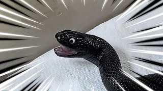 AODA  Mexican Black Kingsnake  highlights 🎬 010924 [upl. by Atnad]